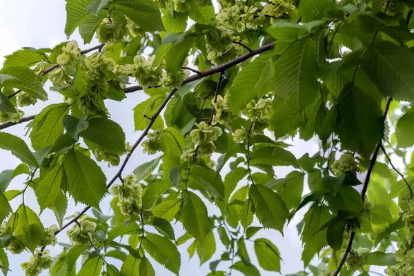 小榆树的枝条 被称为野榆树 叶儿幼嫩 种子未成熟 背景朦胧 天空朦胧 — 图库照片