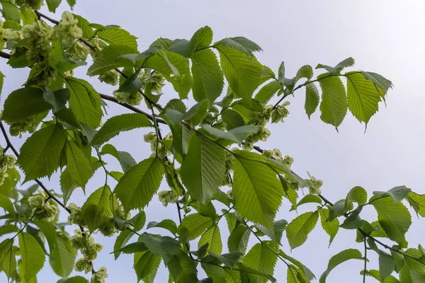 エルム種の枝若い葉と雲の多い空の背景に熟していない種子を持つフィールドエルムとして知られているウルムス マイナー — ストック写真