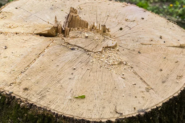 亀裂やチェーンソーの痕跡を持つ古い太い木の切り株 曇りの天候でおがくずで覆われ 断片的なクローズアップ — ストック写真