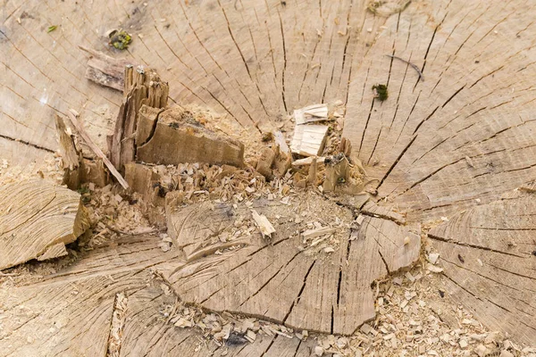 Κομμάτι Του Παλιού Πυκνού Δέντρου Ρωγμές Και Ίχνη Αλυσοπρίονου Καλυμμένο — Φωτογραφία Αρχείου