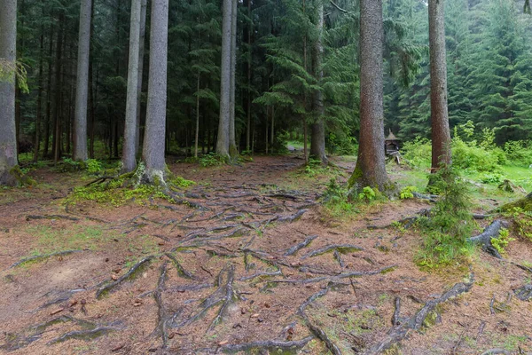 Bord Forêt Sapins Avec Des Racines Arbres Exposés Premier Plan — Photo