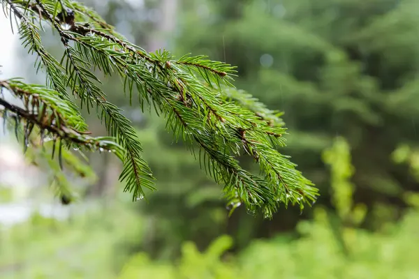 Nasse Zweige Der Tanne Mit Wassertropfen Während Eines Regens Wald — Stockfoto