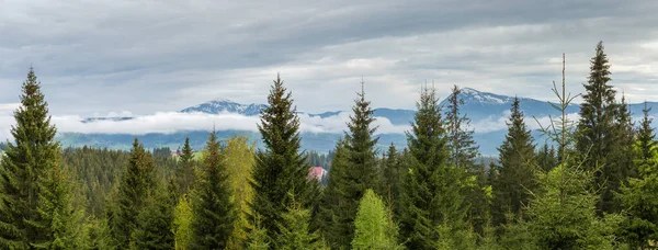 Berg Med Snöiga Högsta Toppar Ukrainska Karpaterna Mount Hoverla Och — Stockfoto