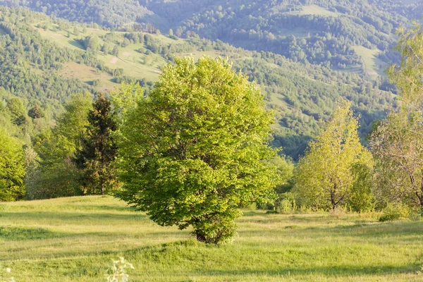 Single Beech Growing Mountain Meadow Carpathian Mountains View Background Other — Stock Photo, Image