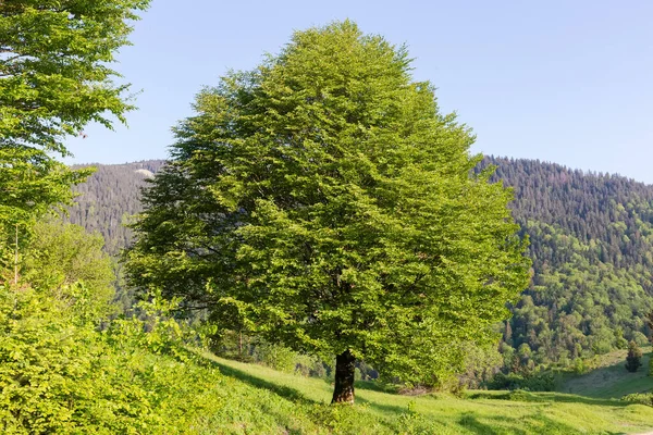 Pojedynczy Buk Rosnący Górskiej Łące Karpatach Widok Tle Przeciwległego Zalesionego — Zdjęcie stockowe