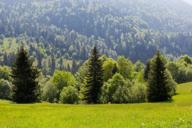 Karpat Dağları 'ndaki ormanla kaplı uzak yamaçta farklı ağaçlarla kaplı bir dağ çayırı. Güneşli bir bahar sabahı.