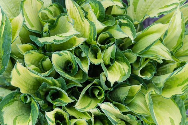 Bush Cultivated Hosta Variegated Leaves Yellow Center Green Margins Top — Stock Photo, Image