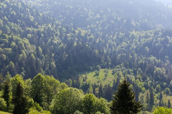 春天阳光明媚的早晨 喀尔巴阡山脉的山坡被各种树木覆盖着 前景一片光明 — 图库照片