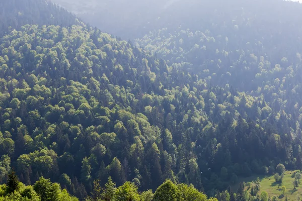春天阳光明媚的早晨 喀尔巴阡山脉森林覆盖的山坡被背光照亮 — 图库照片