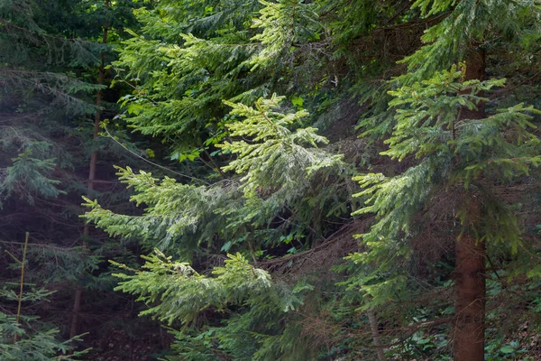 Dense Spruce Forest Mountain Slope Fragment Spruce Branches Illuminated Sun — Stock Photo, Image