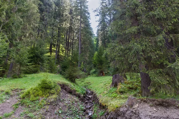 Versant Montagneux Envahi Par Forêt Épinettes Dans Les Carpates Vue — Photo