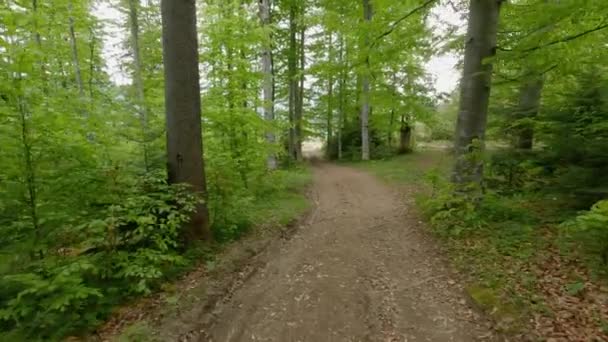 Buchenwald Berghang Den Karpaten Frühling — Stockvideo