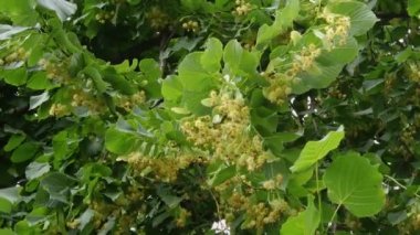 Tomurcuklanan ıhlamur dalları, bulutlu havada yakın çekim.