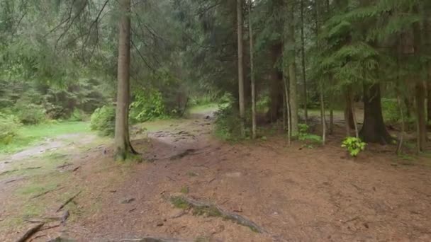 Fir Forest Rain Carpathian Mountains Springtime — Stock Video