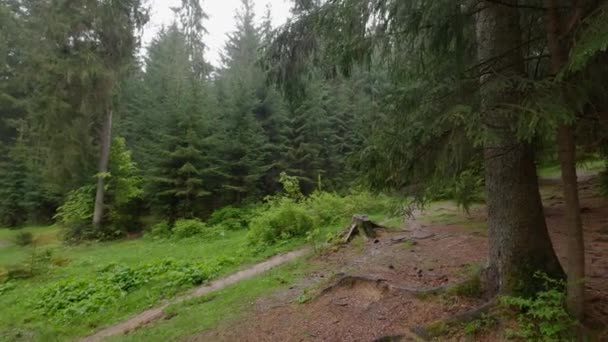 Tannenwald Während Eines Regens Den Karpaten Frühling — Stockvideo