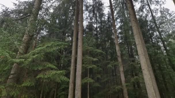 Tannenwald Während Eines Regens Den Karpaten Frühling — Stockvideo
