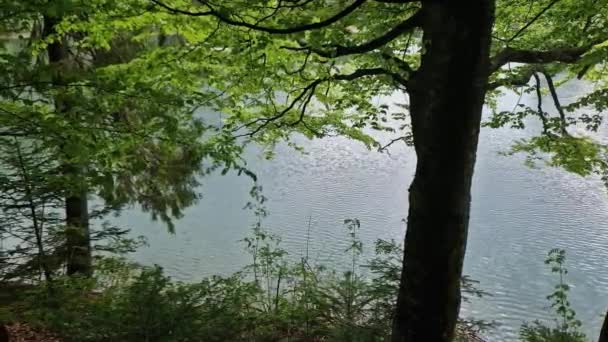 Planda Ağaçlar Olan Dağ Gölünün Yüzeyi — Stok video