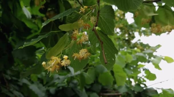 Branch Blooming Linden Close Overcast Weather — Stock Video