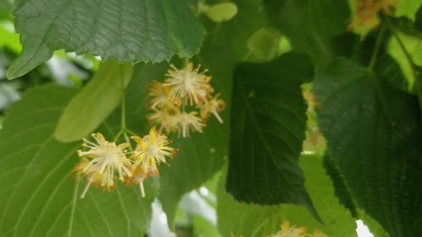 Inflorescences Linden Leaves Close Overcast Weather — Stock Video