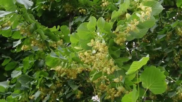 Branches Blooming Linden Close Overcast Weather — Stock Video