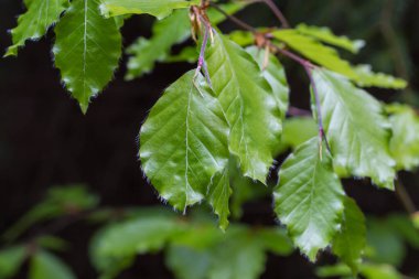 Kayın dalının taze bahar yapraklarıyla dağ ormanlarında bulutlu havada, seçici odak noktasında bulanık bir arkaplan manzarası
