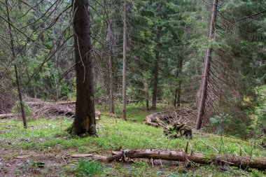 Dağ yamacındaki ladin ormanı, kurumuş ladin gövdesi ve bulutlu bir havada ön planda devrilmiş ağaçlarla dolu.