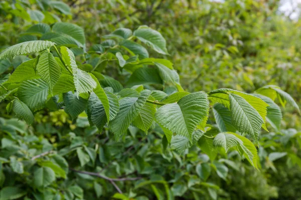エルム種の枝ウルムス マイナーは 背景がぼやけて曇りの日に若い葉を持つフィールドエルムとして知られています — ストック写真