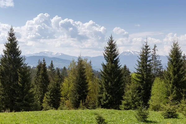 ウクライナのカルパティア山脈の部分的に雪の高い頂上と山の尾根日当たりの良い春の日に前景に牧草地や森林とペトロス山 — ストック写真