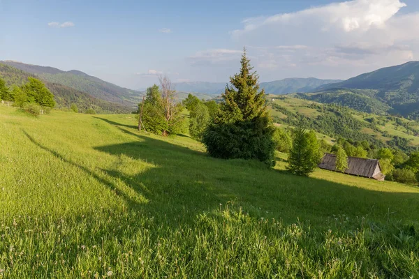 Mountain Meadows Single Trees Top Range Forests Hillsides Sunny Weather — Stock Photo, Image