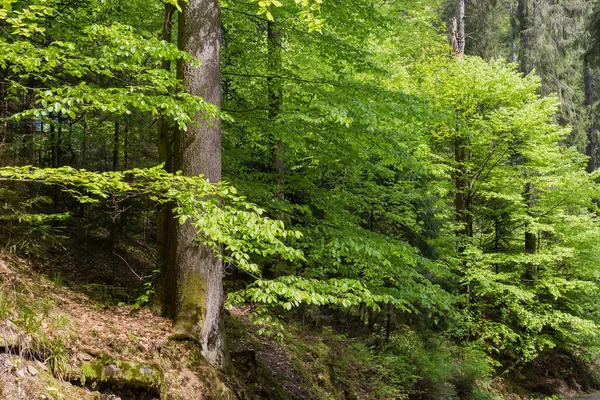 Forêt Printanière Sur Versant Montagne Fragment Avec Des Branches Hêtre — Photo
