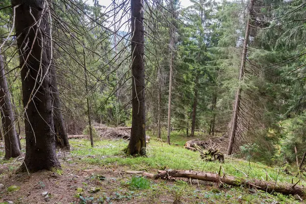 Forêt Épinettes Sur Versant Montagneux Fragment Avec Troncs Épinettes Sèches — Photo