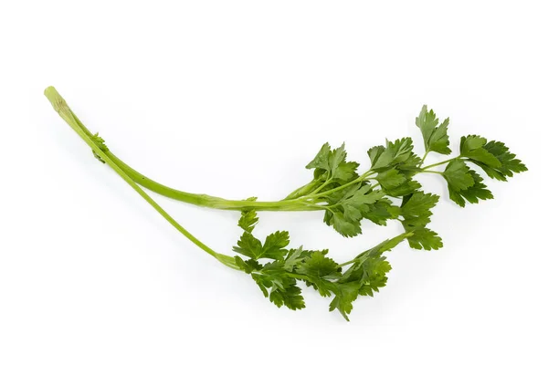 Single Twig Fresh Flat Leaf Parsley White Background — Stock Photo, Image