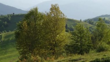 Güneşli bir akşamda Karpatlar 'ın tepelerindeki dağ çayırları