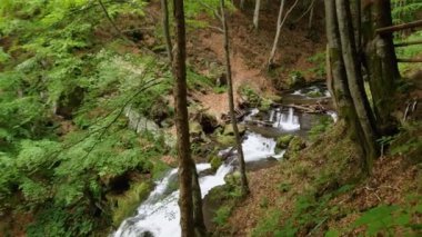 Karpat Dağları 'ndaki kayın ormanlarında, dağ nehri üzerinde şelale.