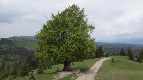 喀尔巴阡山脉山地草地上的老山毛榉 — 图库视频影像