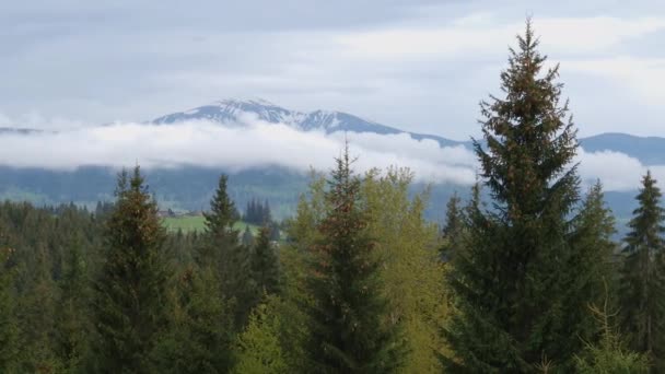 Częściowo Zaśnieżony Grzbiet Karpat Lasem Pierwszym Planie — Wideo stockowe