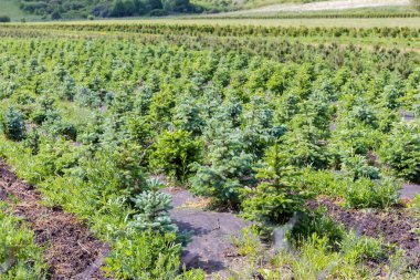 Farklı türlerden genç filizi ve diğer dekoratif ağaçlar ve çalılar ilkbahar güneşli bir günde açık alanda bitki yetiştirme odasında.