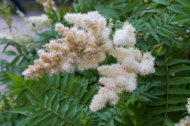 Çiçek açan Sorbaria Sorbifolia, aynı zamanda sahte spiraea olarak da bilinir, küçük beyaz çiçeklerin kabarması ile, bulutlu yaz sabahında çalıların yapraklarına karşı.