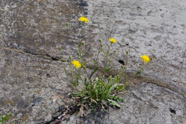 Çiçek açan Crepis kılcal damarları, güneşli bir günde eski beton arazinin çatalında uzayan şahin sakalı olarak da bilinir.