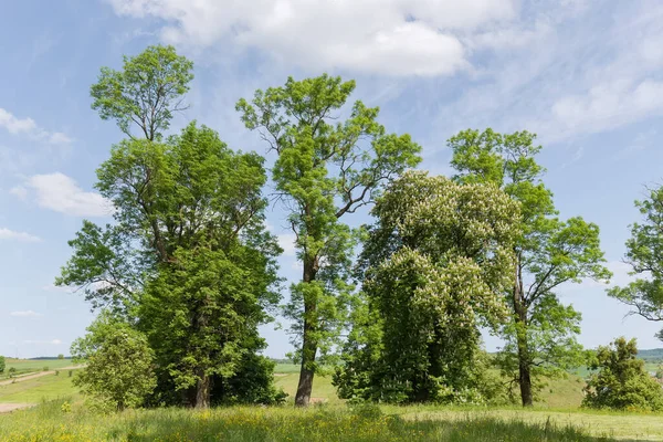 春の晴れた日に空を背景に草原の端に成長するさまざまな古い落葉樹 — ストック写真