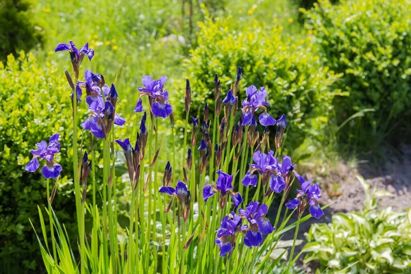 Blühende Blaue Schwertlilien Mit Kleinen Blüten Und Blütenknospen Auf Verschwommenem — Stockfoto