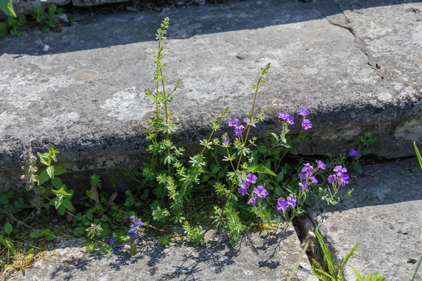 Různé Bylinné Kvetoucí Rostliny Rostoucí Prasklinách Starých Opuštěných Kamenných Schodů — Stock fotografie