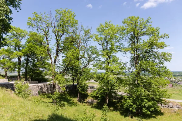 天に対する春の晴れた日に中世の要塞の防御壁の遺跡の横に成長した古い灰の木 — ストック写真