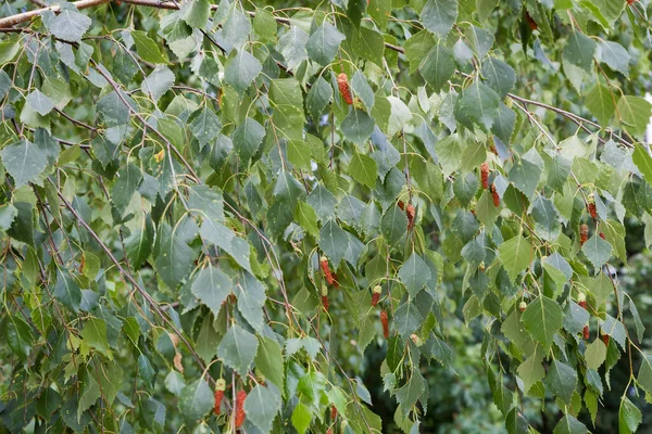 Eski Huş Ağacının Dallarında Yeşil Yapraklar Kedi Derileri Sarkmış Seçici — Stok fotoğraf