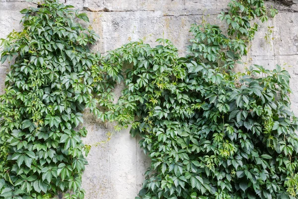 Tallos Las Uvas Doncellas Con Hojas Verdes Brotes Viejo Muro — Foto de Stock