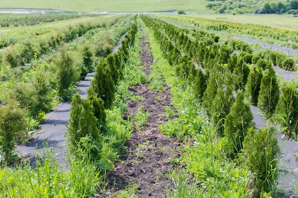 Rows Young Juniper Trees Other Decorative Trees Shrubs Plant Nursery Stock Image