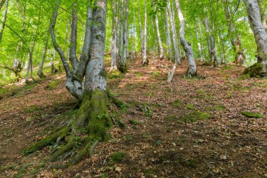 Kayın ormanının bir kısmı, güneşli bir bahar sabahı bir dağ yamacında, yamaç boyunca dipten yukarı bakıyor.