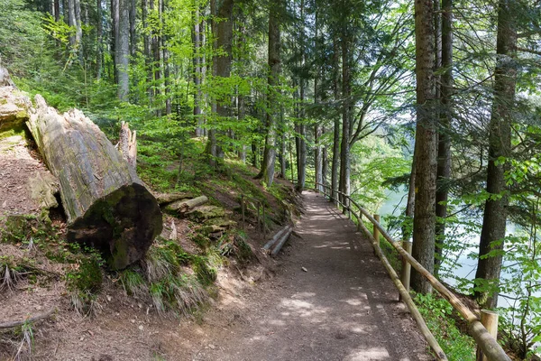 Sentier Panoramique Avec Rambarde Faite Avec Des Bûches Bois Dans — Photo