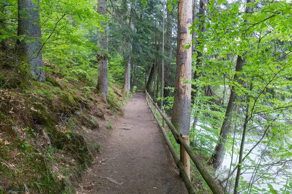 Sentiero Panoramico Con Ringhiera Realizzato Con Tronchi Legno Nella Foresta — Foto Stock