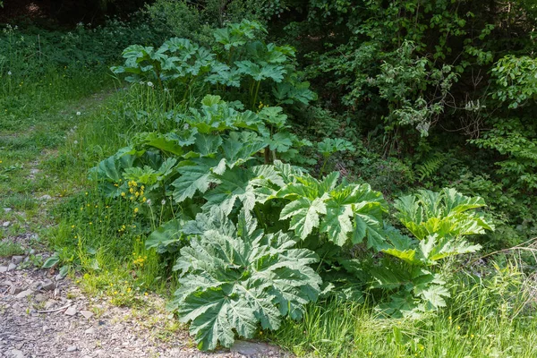 stock image Bushes of young hogweed with rosettes of big leaves next the dirt road on a forest edge in springtime, close-up